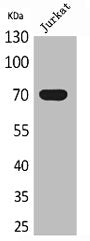 XRCC6 Antibody
