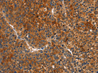 MAPK15 Antibody