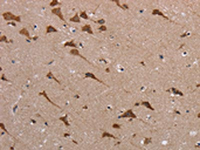 POMT1 Antibody