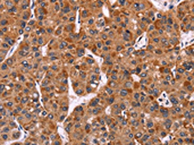 CARD11 Antibody