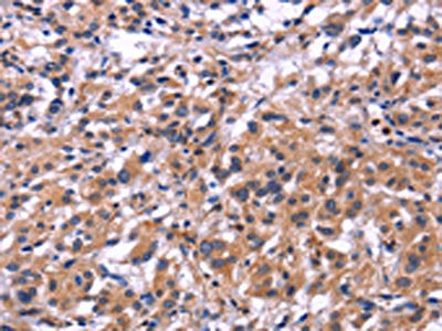 SIGLEC5 Antibody