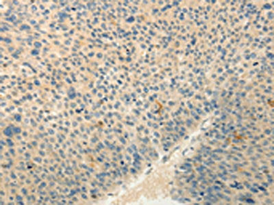 RXFP3 Antibody