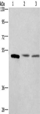 CEP55 Antibody