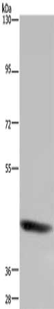 FOXD4 Antibody