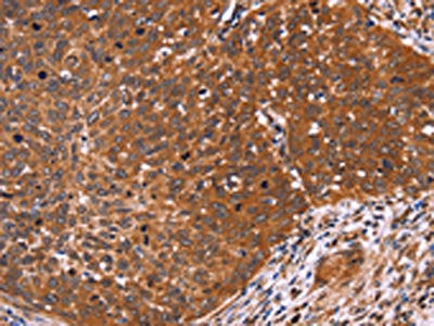 CDC37L1 Antibody