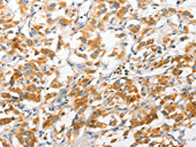 ANAPC2 Antibody