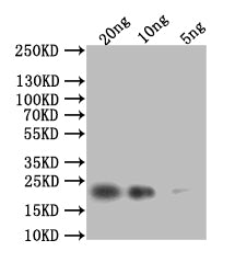 HSP42 Antibody