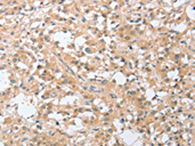 SIGLEC9 Antibody