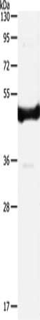 IL11RA Antibody