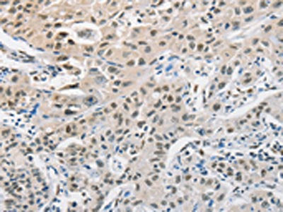 CDC27 Antibody
