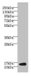 BATF Antibody