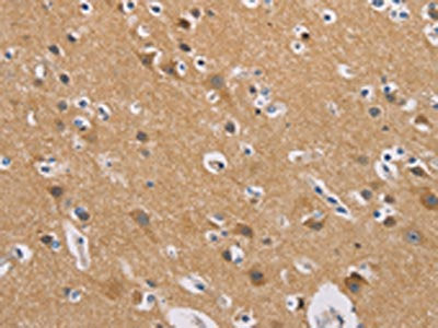 GNB5 Antibody