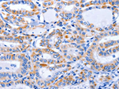 GFER Antibody