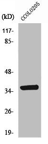 AASDHPPT Antibody
