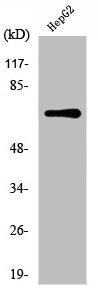 XRCC6 Antibody