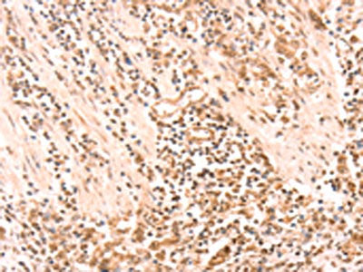 AMD1 Antibody