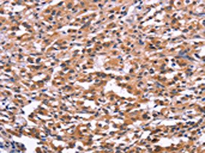 USP2 Antibody
