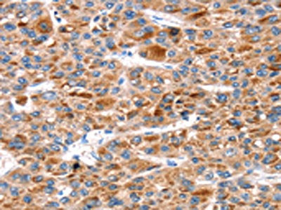 KCNH6 Antibody