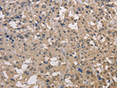 DRG1 Antibody