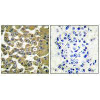 MCM5 Antibody