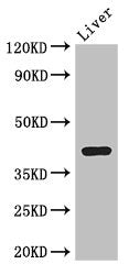 Adh7 Antibody