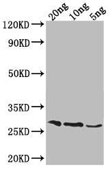 OGG1 Antibody