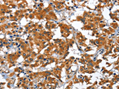 COPB1 Antibody