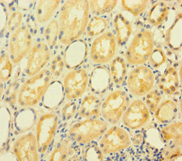 GRHL2 Antibody