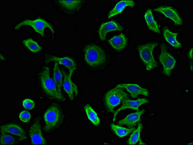 FBXL19 Antibody