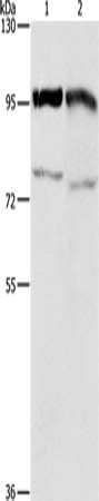EZH2 Antibody