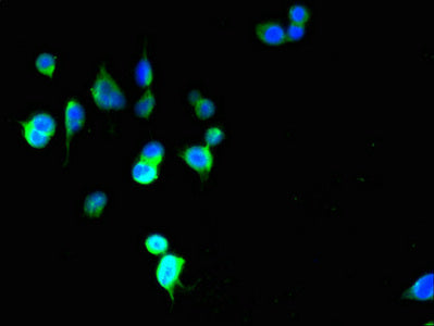 PIGZ Antibody