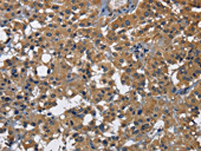 CD160 Antibody