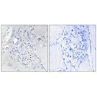 C9orf89 Antibody