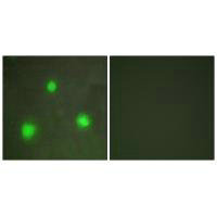 FOXH1 Antibody