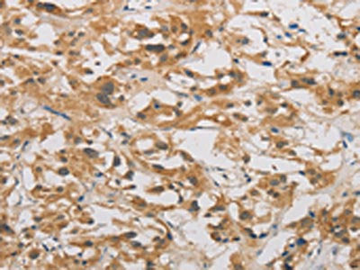 DDIT4 Antibody