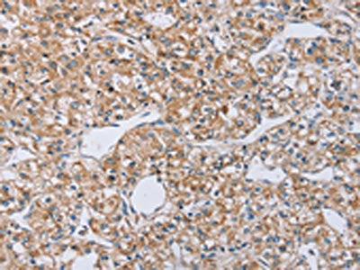 EDA Antibody