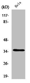 OR52A1 Antibody