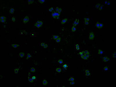 PLPPR1 Antibody