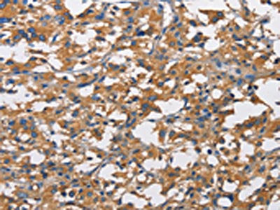 NT5E Antibody