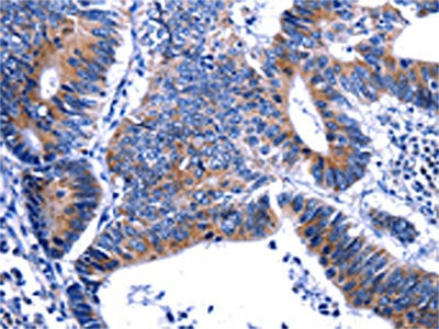 GIP Antibody