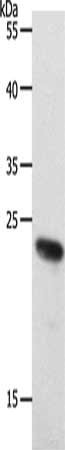 RAMP2 Antibody