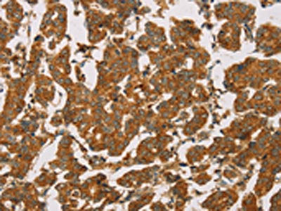 DLL4 Antibody
