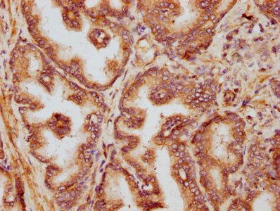 SLC35C1 Antibody