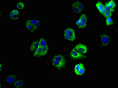SLC35F6 Antibody