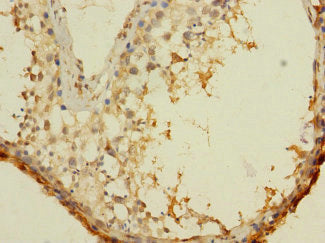 ASZ1 Antibody