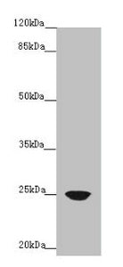 FAM3C Antibody