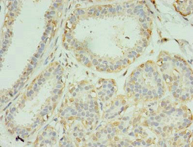 SCAMP4 Antibody
