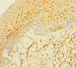 MS4A6E Antibody