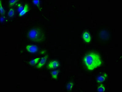 GPA33 Antibody