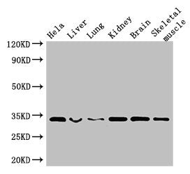 CNN2 Antibody